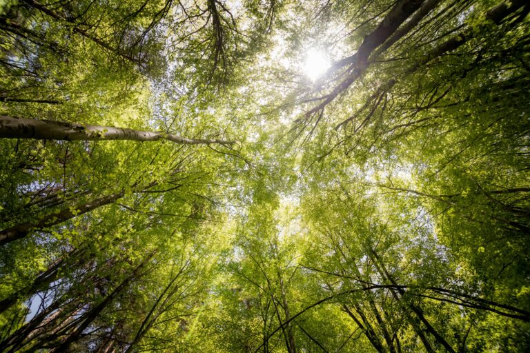 Temas de Redação sobre Meio Ambiente: Meio Ambiente e Responsabilidade Coletiva para um Futuro Sustentável